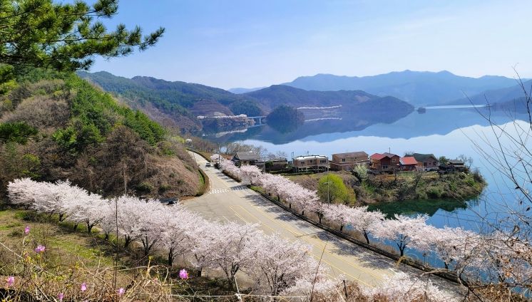 진안군, 늦게 피어 더 여유로운 진안고원 벚꽃 여행 추천(용담호)